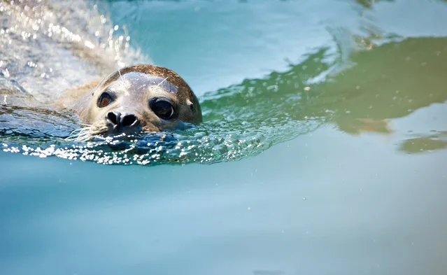 A seal swims in its enclosure in the zoo in frankfurt am Main, central Germany, on July 1, 2015. (Photo by Christoph Schmidt/AFP Photo/DPA)