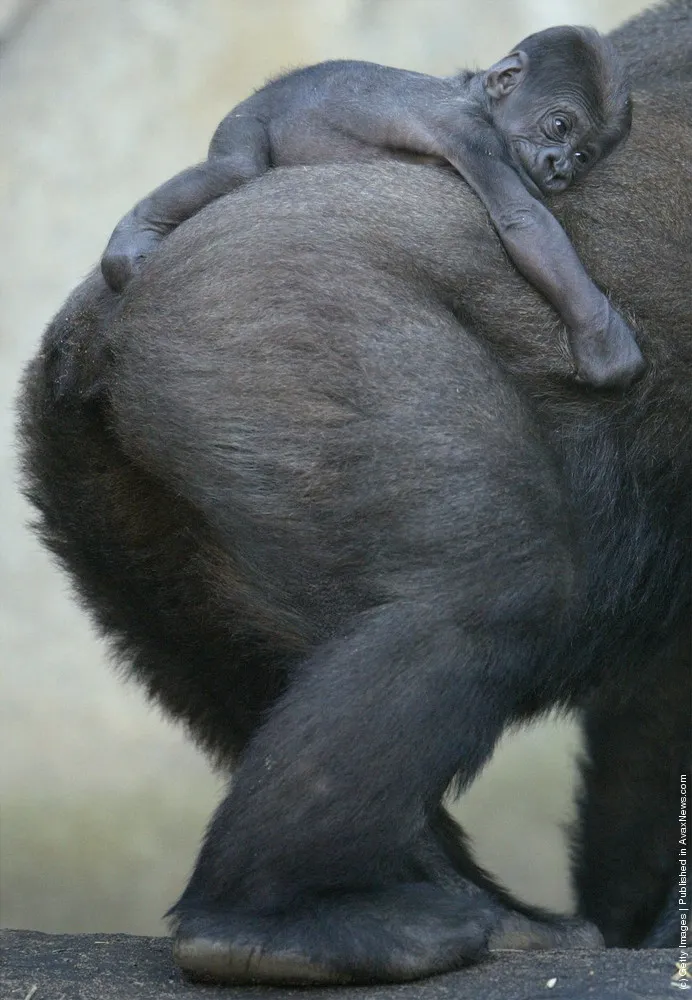 Ten Day Old Gorilla