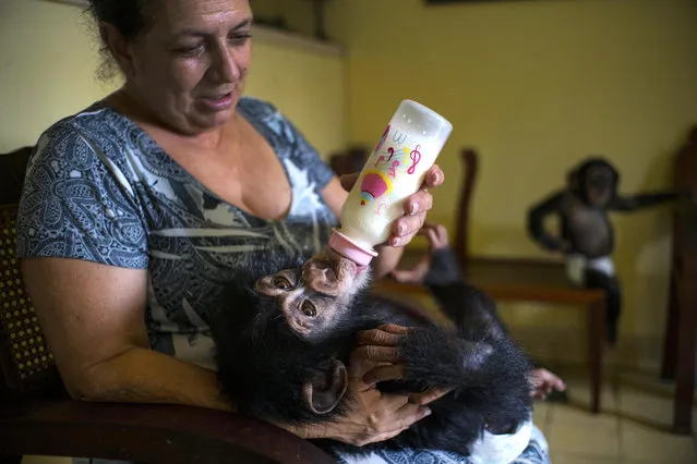In this April 4, 2017 photo, zoologist Martha Llanes feeds Ada, a baby chimpanzee, while baby chimpanzee Anuma II, right, looks on, in Llanes's apartment in Havana, Cuba. Over the last year Ada and Aduma have broken Marta Llanes' television and computer key board, chewed her telephone to pieces and ruined much of her furniture. (Photo by Ramon Espinosa/AP Photo)