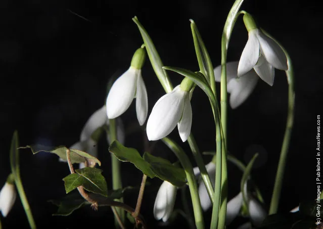 Snowdrops that are already in early bloom are seen at Rococo Gardens in Painswick