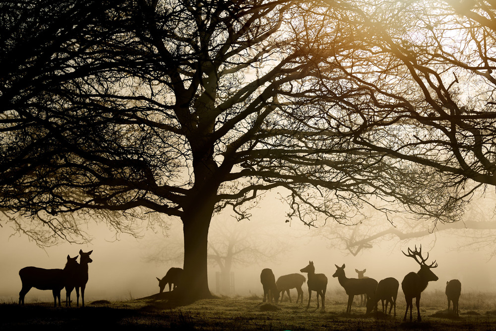 Some Photos: Foggy Day