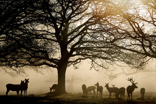 Deer in Bushy Park in London on Saturday, February 24, 2024. (Photo by John Walton/PA Images via Getty Images)