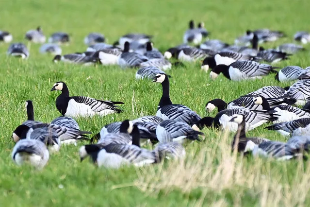 Barnacle geese in a field at the RSPB Mersehead nature reserve on the Solway Firth, on October 20, 2019 in Southerness, Scotland. Tens of thousands of barnacle geese return to the Solway each autumn from their breeding grounds some 2000 miles away in the Svalbard archipelago inside the arctic circle.(Photo by Ken Jack/Getty Images)