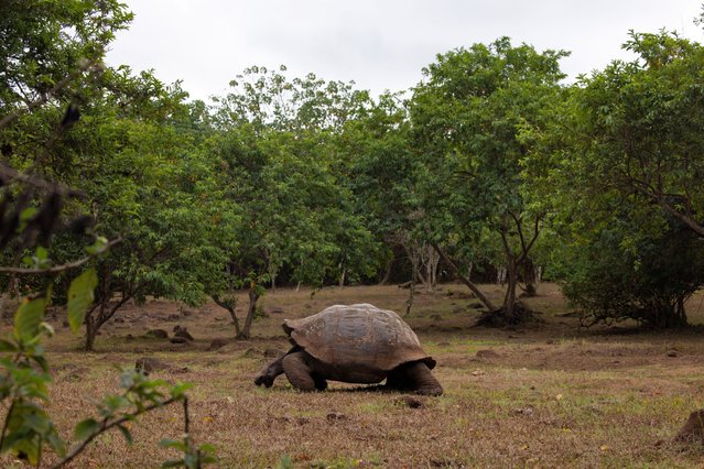 A giant tortoise estimated to be over 100 years old feeds in the highlands on a reserve called Rancho Primicias on Saturday, June 15, 2024, on Santa Cruz, Ecuador in the Galapagos. Galapago in old Spanish meant saddle, so the islands were named after the tortoise's shell shape. (Photo by Alie Skowronski/AP Photo)