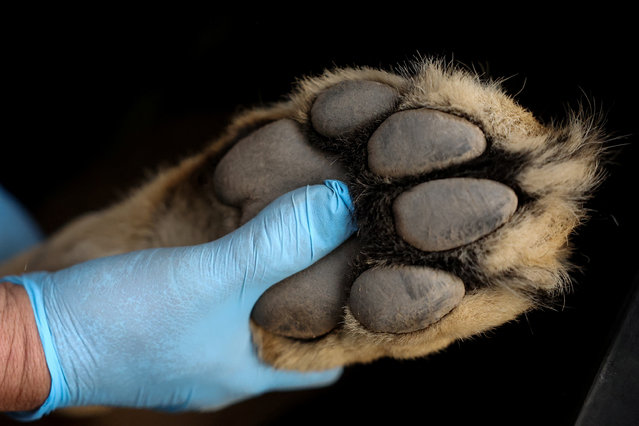 Veterinarian Diego Penaloza carries out a preventive medical check-up on Zeynep, in Lampa area, Santiago Metropolitan Region, Chile on July 30, 2024. (Photo by Ivan Alvarado/Reuters)