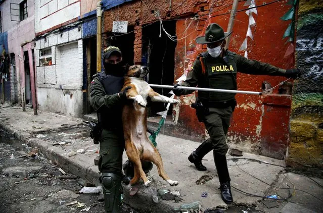 Police officers remove a dog roaming in El Bronx, a neighborhood that was plagued by drug addicts and prostitution, in downtown Bogota, Colombia, Thursday, June 2, 2016. Days after the police raided the streets of Colombia's largest open-air drug market, authorities returned to rescue the abandoned dogs and cats. The goal is to get the animals adopted. (Photo by Fernando Vergara/AP Photo)