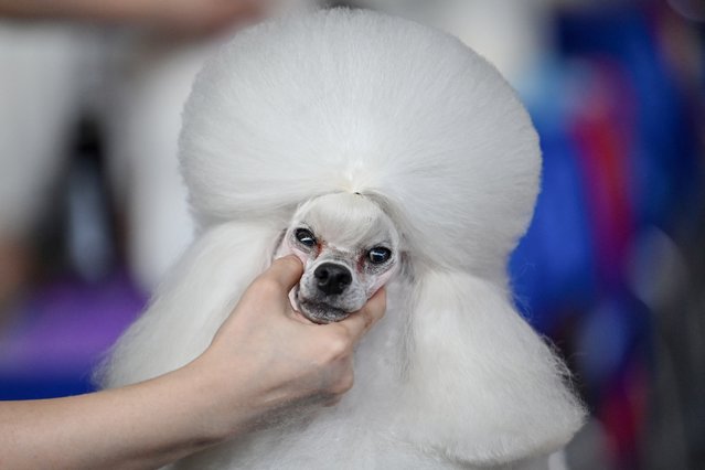 A participant holds a dog during a grooming contest at Pet Fair Asia in Shanghai on August 21, 2024. (Photo by Hector Retamal/AFP Photo)