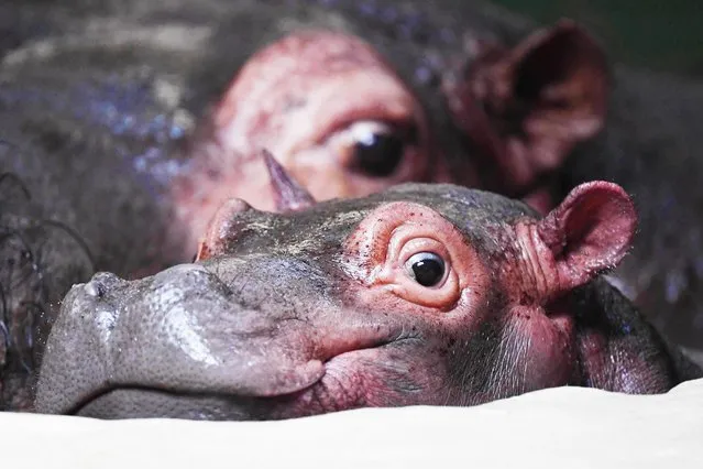 A hippopotamus cub named Halloween is in his enclosure at the zoo with his mother Kathy in Karlsruhe, Germany on December 6, 2019. On 06.12.2019 the zoo announced that the s*x of the animal born on 31.10.2019 is a male. (Photo by Uli Deck/dpa)
