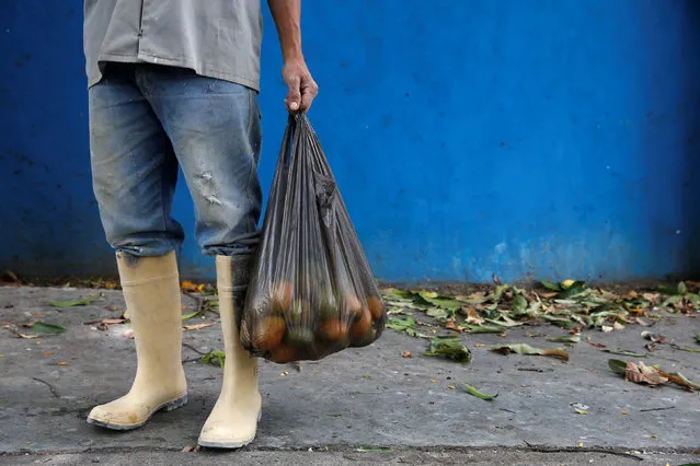 A worker holds a bag filled with mangoes after plucking them from a tree in Caracas, Venezuela, June 6, 2016. (Photo by Carlos Garcia Rawlins/Reuters)