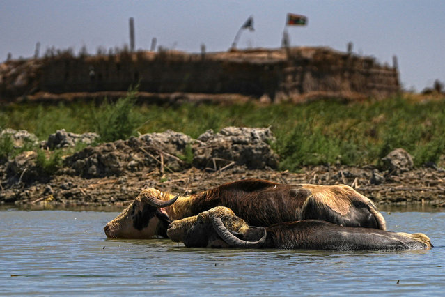 Buffaloes wade in the water in the Chibayish marshes in Iraq's southern Dhi Qar province, home to a Marsh Arab culture that goes back millennia, on July 19, 2024. (Photo by Asaad Niazi/AFP Photo)