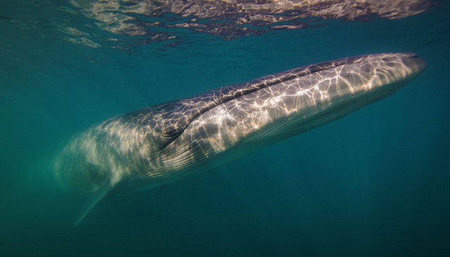 A Sei whale is pictured after scientists identified the endangered species on Argentina's Patagonia coast for a first time since 1929, in the San Jorge Gulf, Chubut province, Argentina on April 14, 2024, in this screengrab taken from video. (Photo by Cristian Dimitrius/Jumara Films/Handout via Reuters)