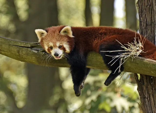 A little red panda  takes a rest on a hot summer day with temperatures up to 35 degrees Celsius (95 degrees Fahrenheit)  at the  zoo in Gelsenkirchen, Germany, Monday, August 3, 2015. (Photo by Martin Meissner/AP Photo)
