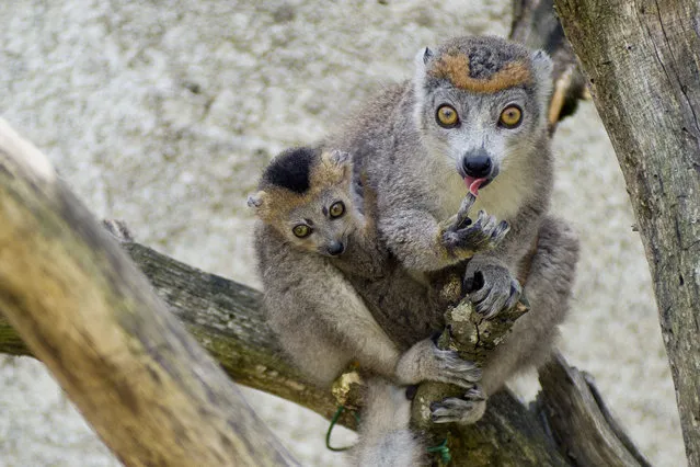 A female crowned lemur and her baby which was born on May 5, 2014, are pictured at the La Haute Touche zoological park in Obterre, on July 18, 2014. Two pairs of twin crowned lemurs were born on May 2014 at the zoo. (Photo by Guillaume Souvant/AFP Photo)