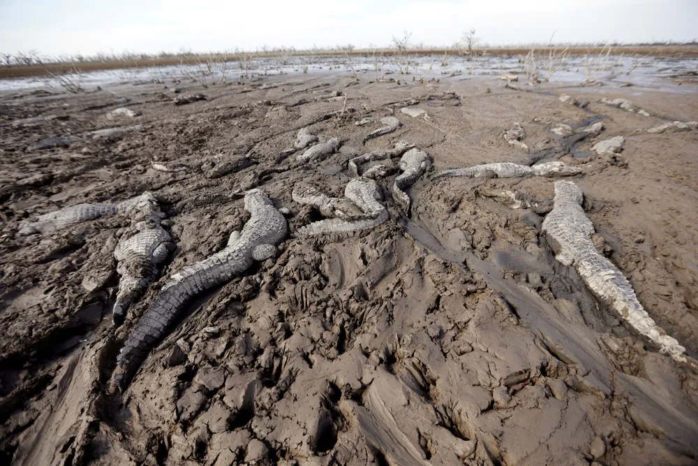 Severe Drought Threatens Caimans in Paraguay's Pilcomayo River