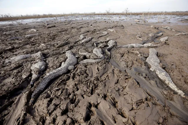 Alligators are pictured stuck in the mud of the dry Pilcomayo river, which is facing its worst drought in almost two decades, in Boqueron, on the border between Paraguay and Argentina, July 3, 2016. (Photo by Jorge Adorno/Reuters)