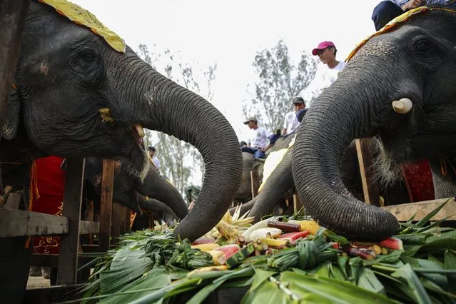 Elephants eat fruits and vegetables at Winga Baw Elephant Conservation Camp during the ceremony to mark World Elephant Day at Bago Region, Myanmar, 12 August 2017. (Photo by Lynn Bo Bo/EPA/EFE)