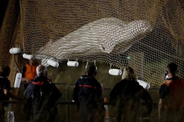 Firefighters and members of a search and rescue team pull up a net as they rescue a Beluga whale which strayed into France's Seine river, near the Notre-Dame-de-la-Garenne lock in Saint-Pierre-la-Garenne, France, August 10, 2022. Despite the rescuers' efforts the whale died. (Photo by Benoit Tessier/Reuters)