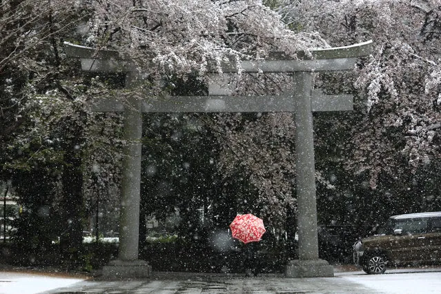 A woman walks through a torii gate as snow falls Sunday, March 29, 2020, in Tokyo. Tokyo Gov. Yuriko Koike has asked the city's 13 million residents to stay home this weekend, saying the capital is on the brink of an explosion in virus infections. (Photo by Jae C. Hong/AP Photo)