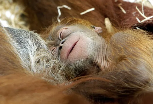 A six-day-old Orangutan baby cuddles with its mother at Zoom Erlebniswelt in Gelsenkirchen, Germany, 22 August 2012. Its birth was a surprise because mother' Sexta is 40 years old. (Photo by Roland Weihrauch/EPA)