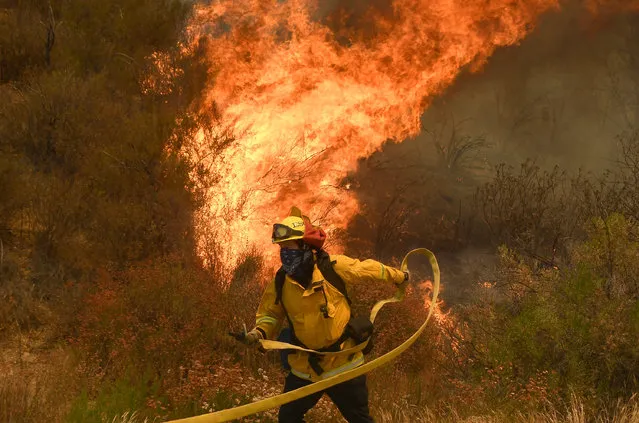 A fire fighter battles the so-called Sand Fire in the Angeles National Forest near Los Angeles, California, United States, July 25, 2016. (Photo by Gene Blevins/Reuters)