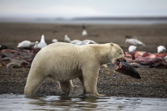 A young polar bear feasts on the remains of a bowhead whale, harvested legally by whalers during their annual subsistence hunt, just outside the Inupiat village of Kaktovik, Alaska, USA, 11 September 2017. As climate change shrinks their natural habitat, polar bears are turning Kaktovik into their very own sanctuary city. (Photo by Jim Lo Scalzo/EPA/EFE)