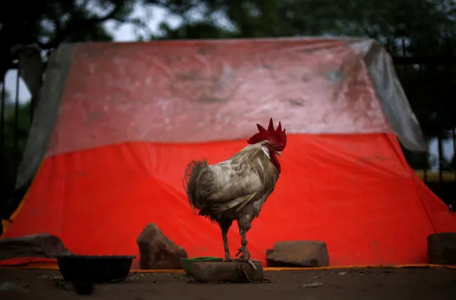 A rooster is tied to a brick outside its temporary shelter on a road divider in New Delhi, India August 1, 2016. (Photo by Adnan Abidi/Reuters)
