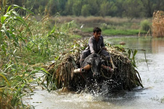 A man rides a buffalo cart while transporting green fodder amid flood water, following rains and floods during the monsoon season in Nowshera, Pakistan on September 6, 2022. (Photo by Fayaz Aziz/Reuters)