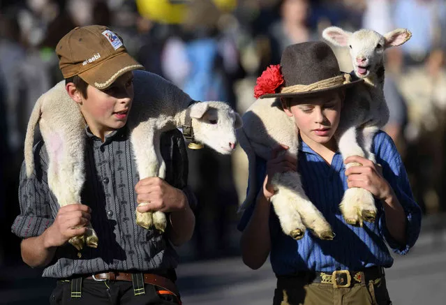 Young shepherds carry lambs as they arrive in the village for the 428th sheep fair in Jaun, Switzerland, Monday, September 19, 2022. This traditional event marks the return of the sheep to the plain to be sold after spending a few months on the mountain pasture. (Photo by Laurent Gillieron/Keystone via AP Photo)