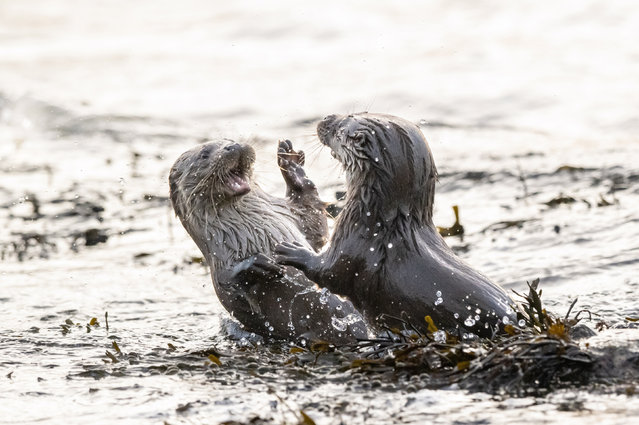 Otters engage in a sibling squabble, complete with “shouting” and slapping over their share of dinner on Shetland, Scotland early February 2025. (Photo by Brydon Thomason/Solent News)