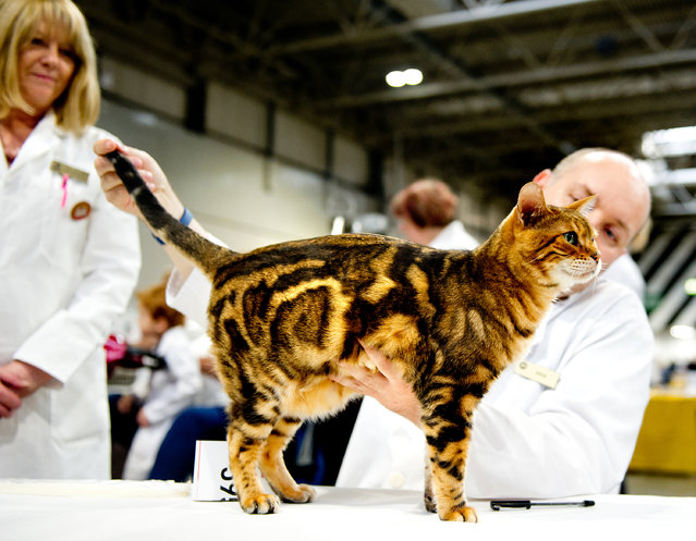 A cat participates in the GCCF Supreme Cat Show at National Exhibition Centre on October 28, 2017 in Birmingham, England. (Photo by Shirlaine Forrest/WireImage)