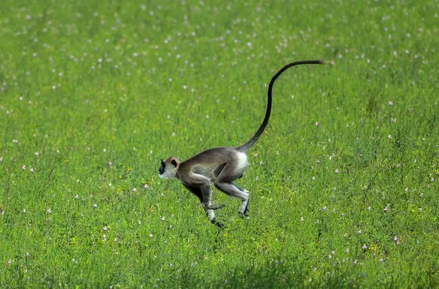 A langoor jumps across a meadow at the Yala National Park in Colombo on August 21, 2022. (Photo by Ishara S. Kodikara/AFP Photo)