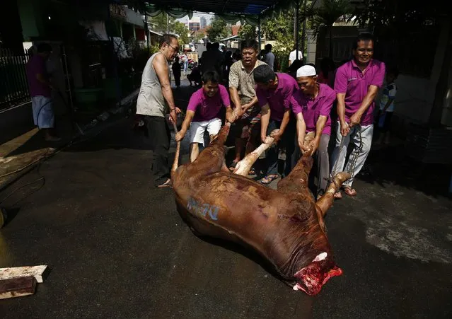 Muslims drag the carcass of a cow after it was slaughtered and the meat distributed to the poor at Matraman mosque in Jakarta October 5, 2014. Muslims around the world are celebrating Eid al-Adha, marking the end of the Haj, by slaughtering sheep, goats, cows and camels. (Photo by Reuters/Beawiharta)