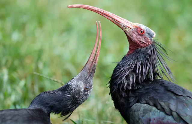 Two hermit ibis (Geronticus eremita) react at the wildlife park in Bad Mergentheim, 29 June 2020. The privately operated wildlife park in Bad Mergentheim is one of the most diverse animal parks in Europe and is known for its naturalness and animal welfare. (Photo by Ronald Wittek/EPA/EFE)