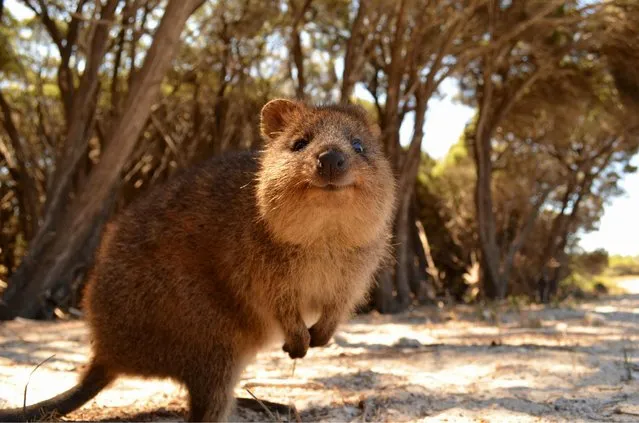 Quokka The Happiest Animal in the World