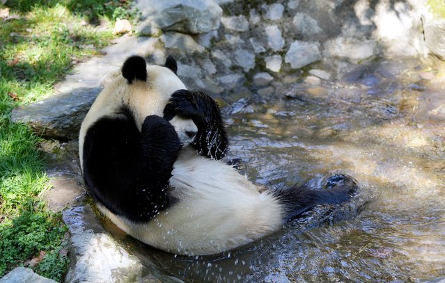 Giant panda Fu Bao returns to public view at the Shenshuping giant panda base of Wolong National Nature Reserve on March 25, 2025 in Aba Tibetan and Qiang Autonomous Prefecture, Sichuan Province of China. Fu Bao, the beloved first giant panda born in South Korea, made her comeback on March 25 at the Shenshuping giant panda base in Southwest China's Sichuan Province, following a rehabilitation period for more than 100 days, according to the China Conservation and Research Center for the Giant Panda (CCRCGP). (Photo by An Yuan/China News Service/VCG via Getty Images)