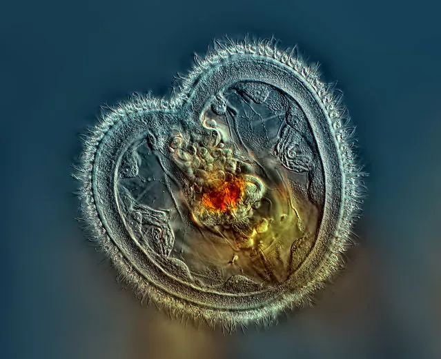 Rotifer showing the mouth interior and heart shaped corona; Differential Interference Contrast, 40X. Panama. (Photo by Rogelio Moreno/Nikon Small World 2014)