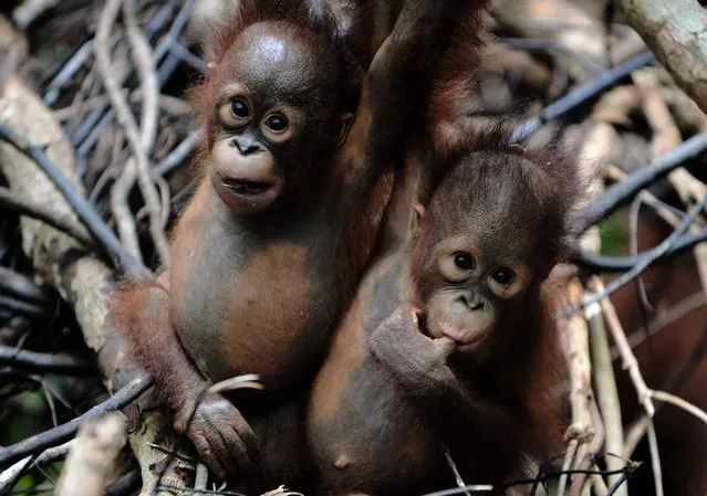 This picture taken on August 4, 2016 shows two orphaned orangutan babies in a tree whilst attending “jungle school” at the International Animal Rescue centre outside the city of Ketapang in West Kalimantan. Ignoring the shrieks of his rowdy, wrestling classmates, baby orangutan Otan practises swinging alone at his “jungle school” on Borneo island, switching hands and hanging upside down as he builds confidence high above the forest floor. The three-year-old is learning to fend for himself since being found wandering a palm oil plantation, alone and suffering smoke inhalation, at the height of fires last year that razed huge swathes of rainforest in Indonesia's part of Borneo. (Photo by Bay Ismoyo/AFP Photo)