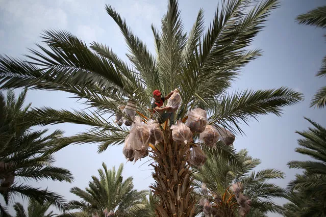 A Palestinian man collects dates at a farm in the West Bank city of Jericho August 30, 2016. (Photo by Mohamad Torokman/Reuters)