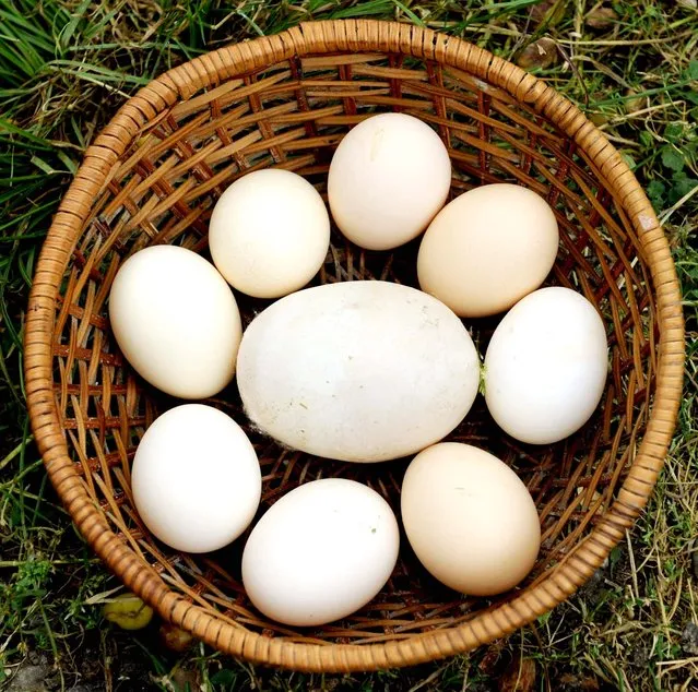 A giant chicken egg, 3 1/4 inch long, 2 1/2 inch wide 6 oz. is surrounded by average eggs, June 7, 20109. Murman Modebadze, of Tbilisi in Zestafoni, Georgia, has submitted the egg for inclusion in the Guinness book of records. (Photo by Vano Shlamov/AFP Photo)