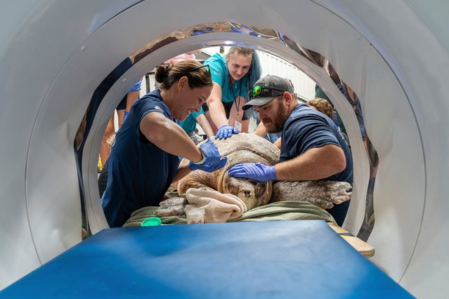 In this photo provided by Marisa Marulli a veterinary team conducts a CAT scan on a sea turtle named Pennywise at an equine center in Wellington, Fla., on Wednesday May, 21, 2025. (Photo by Marisa Marulli via AP Photo)