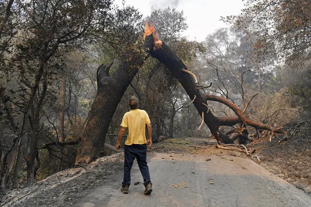 A man glances up at a tree that is blocking his way while attempting to go home after a fire ravaged the area on Mix Canyon Road in Vacaville, Calif., on Thursday, August 20, 2020. The man did not want to be identified but stated he lived just a few hundred feet past the tree. The LNU Lightning Complex fires began in Napa and Sonoma counties and have traveled into Solano, Lake and Yolo counties while burning more than 200 square miles. (Photo by Jose Carlos Fajardo/Bay Area News Group via AP Photo)