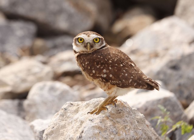 A Burrowing Owl perches alertly near the sands of Ipanema Beach in Rio de Janeiro on July 3, 2025, an uncommon but not unheard-of sight along the city's coast. Known for their bright yellow eyes, long legs, and ground-dwelling habits, these small owls typically nest in burrows, often dug by other animals and are more commonly found in open fields or grasslands. Their presence on a bustling urban beach highlights the surprising adaptability of wildlife even in human-dominated environments. (Photo by Bob Karp/ZUMA Press Wire/Rex Features/Shutterstock)