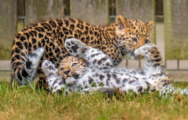 An Amur Leopard cub duo, who have not been names yet, take their first steps into their junior reserve at Yorkshire Wildlife Park, in Doncaster, UK on Thursday, July 17, 2025, which has welcomed two new sets of large cat cubs in the last few months. Born in May to mum, Kristen, and dad, Drake, the newborn cubs have been sheltering in their den for the past 2 months. (Photo by Danny Lawson/PA Images via Getty Images)