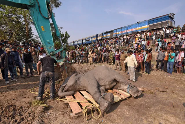Forest officials prepare to lift a wounded female elephant who, according to forest officials, was hit by a train near Habaipur railway station in Hojai district, Assam, February 11, 2018. (Photo by Anuwar Hazarika/Reuters)
