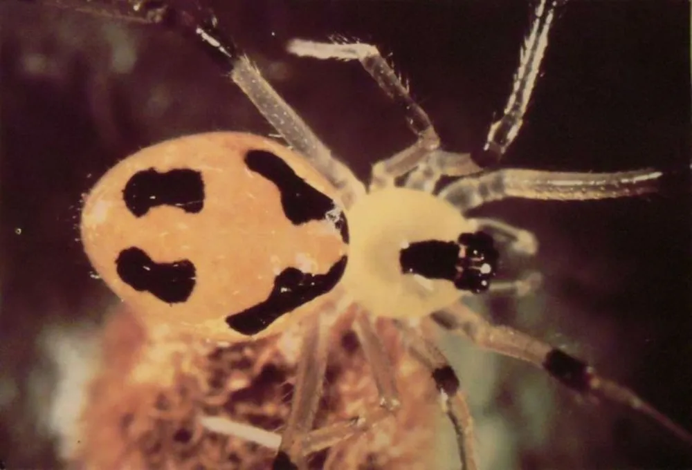 Happy Face Spider