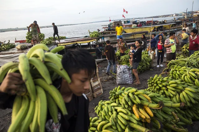 A Shipibo Indigenous youth lugs a stalk of bananas at the port in Pucallpa, in Peru’s Ucayali region, Tuesday, September 1, 2020, amid the new coronavirus pandemic. Pucallpa’s bustling port where wood, bananas and other fruit are loaded onto ships for export is believed to be one main source of contagion. (Photo by Rodrigo Abd/AP Photo)