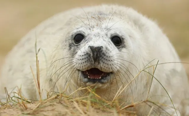 A seal on the beach at Blakeney Point, located on the National Trust's Blakeney National Nature Reserve, North Norfolk, on November 26, 2014. (Photo by Chris Radburn/PA Wire)