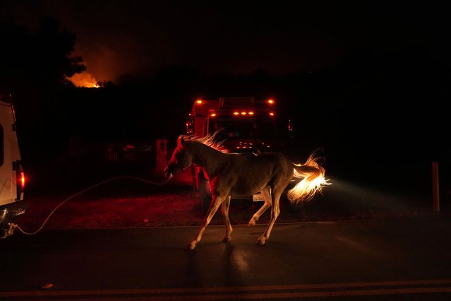 Los Angeles County sheriff rescue evacuates a horse as the Canyon fire burns in Hasley Canyon, California on August 7, 2025. Wildfire risk will be elevated through this weekend across much of inland California as a heatwave gripping the area intensifies. August and September are typically the most dangerous months for wildfires in the state. (Photo by Marcio José Sánchez/AP Photo)