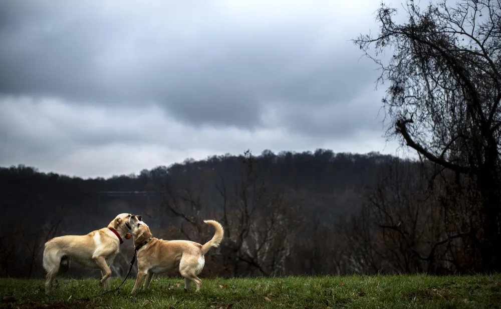 The Week in Pictures: Animals, November 29 – December 5, 2014