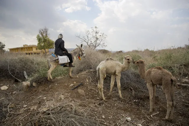 In this Sunday, February 18, 2018 photo, Palestinian camel herder Salem Rashaideh, leads the way for the camels in the territory of Israeli Kibbutz Kalya, near the Dead Sea in the West Bank. (Phoro by Oded Balilty/AP Photo)